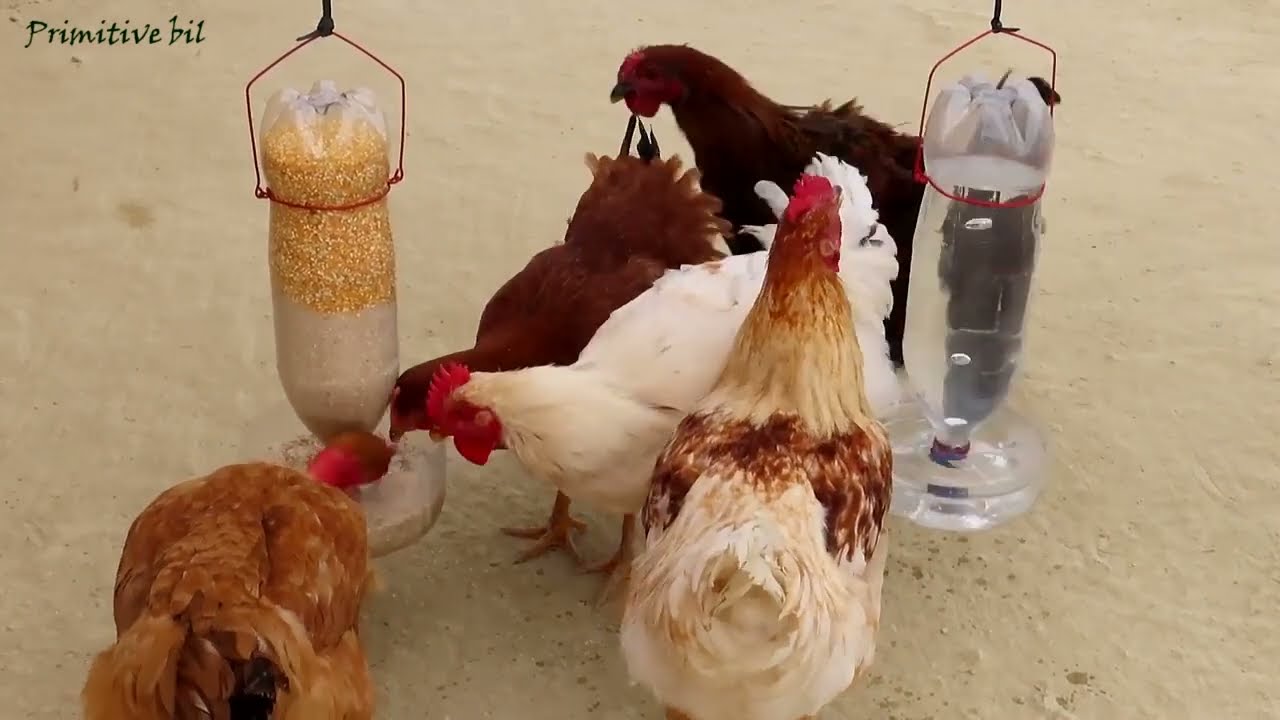 صنع سقاية للدجاج#اوكرانيا