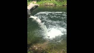 Fish Pond Stocking