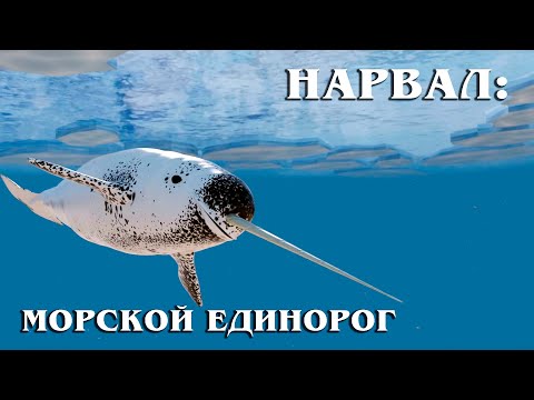Narwhal: "Sea unicorn" - a little-studied inhabitant of the Arctic