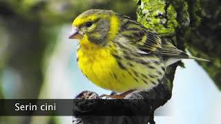 Chant de serin cini