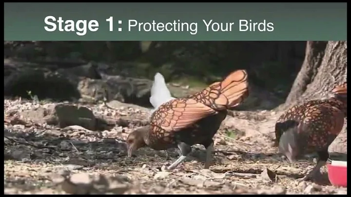 Protect Your Flock -  Biosecurity Pays.mov