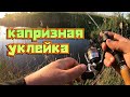 Капризная уклейка . Мормышинг .