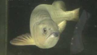 スポッテッド バラムンディ Spotted Bonytongue 学名 Scleropages Leichardti Youtube