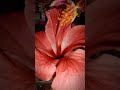kab ayogi prabhu milne 😭😭😭😭🥹🥹🥹😔😔😔😔😔#ganesh #prabhu #mahaprabhu #shreeganesh #youtube #shorts #video