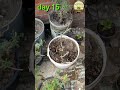 Saving My Dying Rose A Miraculous Revival! �✨ #garden
