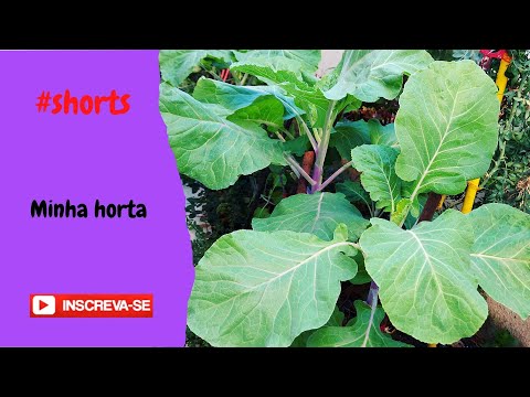 Vídeo: Plantando jardins para codornas – atraindo codornas para espaços de jardim