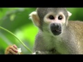 Understanding Primates and Our Connection