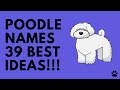 🐩 Poodle Names - 39 CUTE! BEST! Ideas For Male & Female Poodle Dog | Names