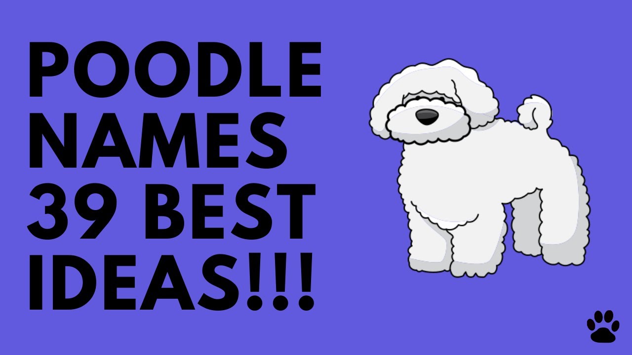 best names for poodles