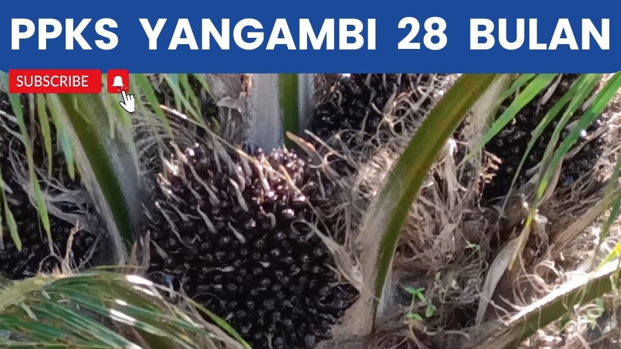 Pemupukan NItrea # PPKS Yangambi 28 bulan
