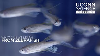 Science In Seconds:  What Can We Learn from Zebrafish