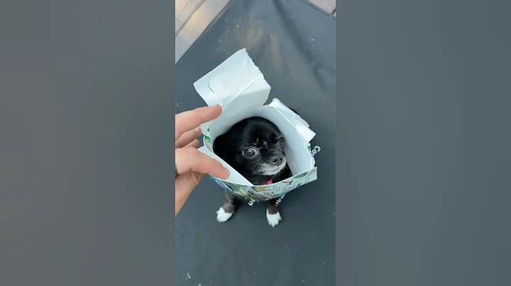 JURASSIC PARK FLYING PUDDIN 😱❤️