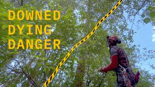 Hazardous tree removal