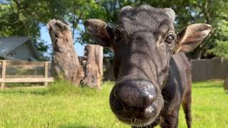 Norm The Lowland Anoa