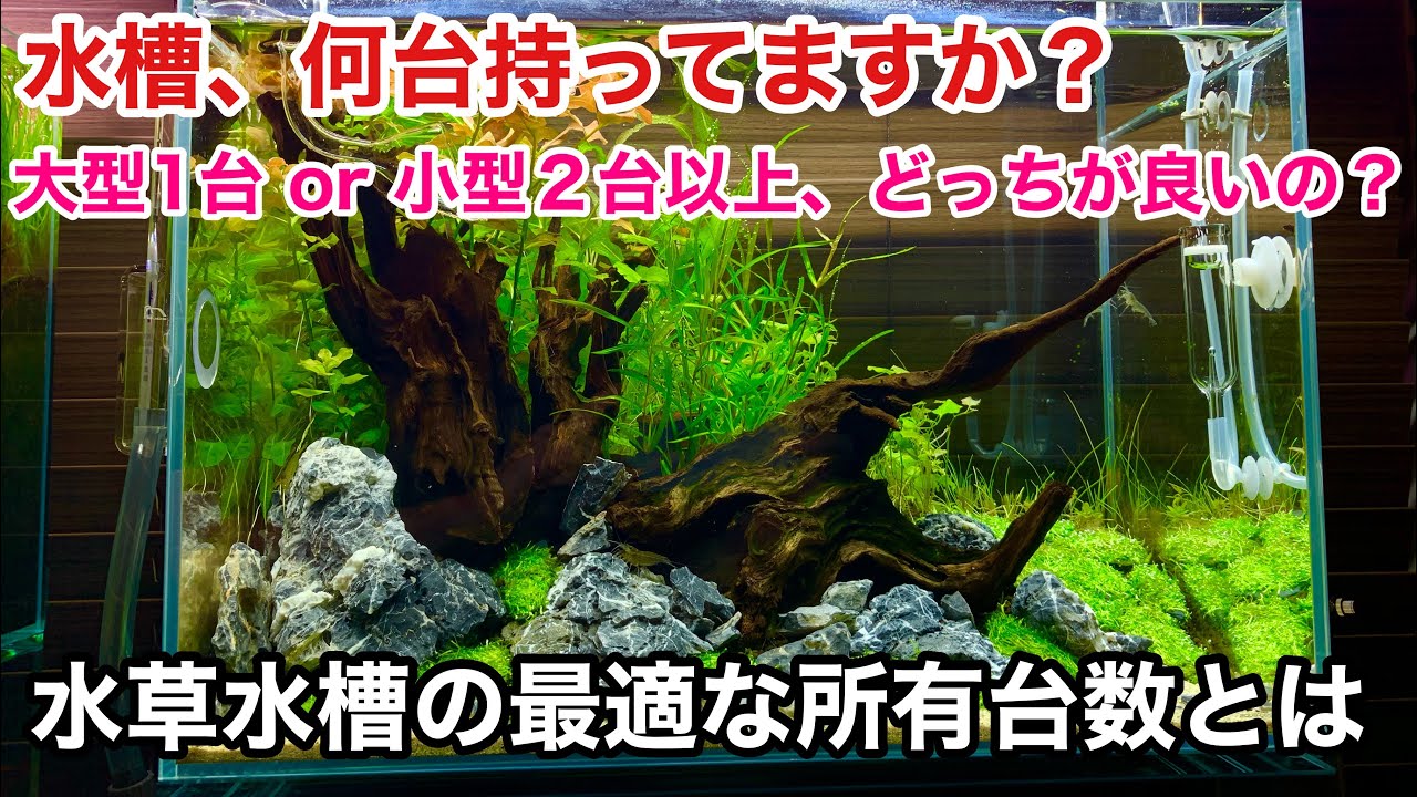 水槽は何台持ちがベストなのか 水草水槽の最適な所有台数 ａｄａネイチャーアクアリウム立ち上げ方法 初心者向け水草レイアウト水槽作り方 ６０cm水槽 小型水槽 大型水槽 水槽サイズの選び方 Youtube