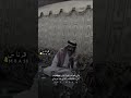 ماني بتفهيم اغبياء الناس مكلوف قصيد قصائد شعر