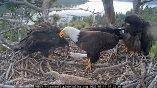 Sunny y Gizmo descubren el cielo con Jackie y Shadow, Big Bear Valley” 🦅✨