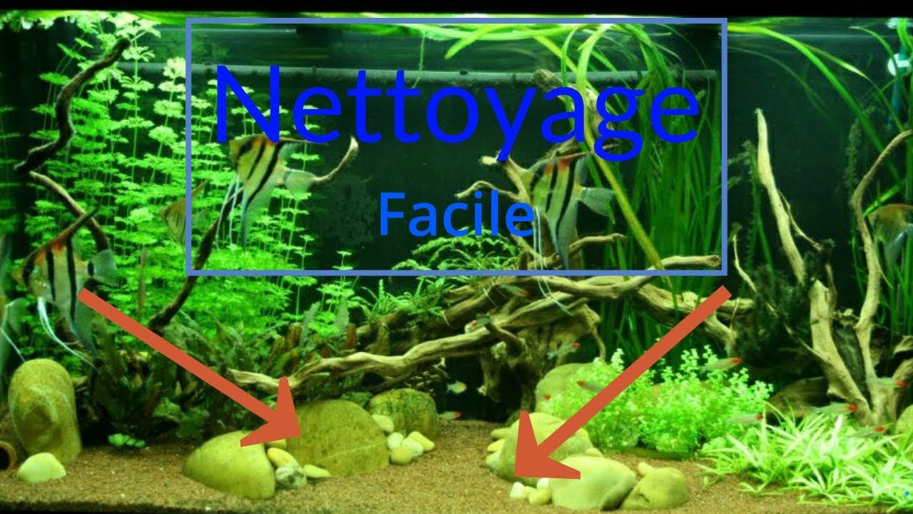 comment nettoyer le fond d'un aquarium sans aspirateur