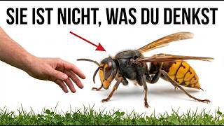 Töte niemals eine Hornisse – Hier ist der wahre Grund