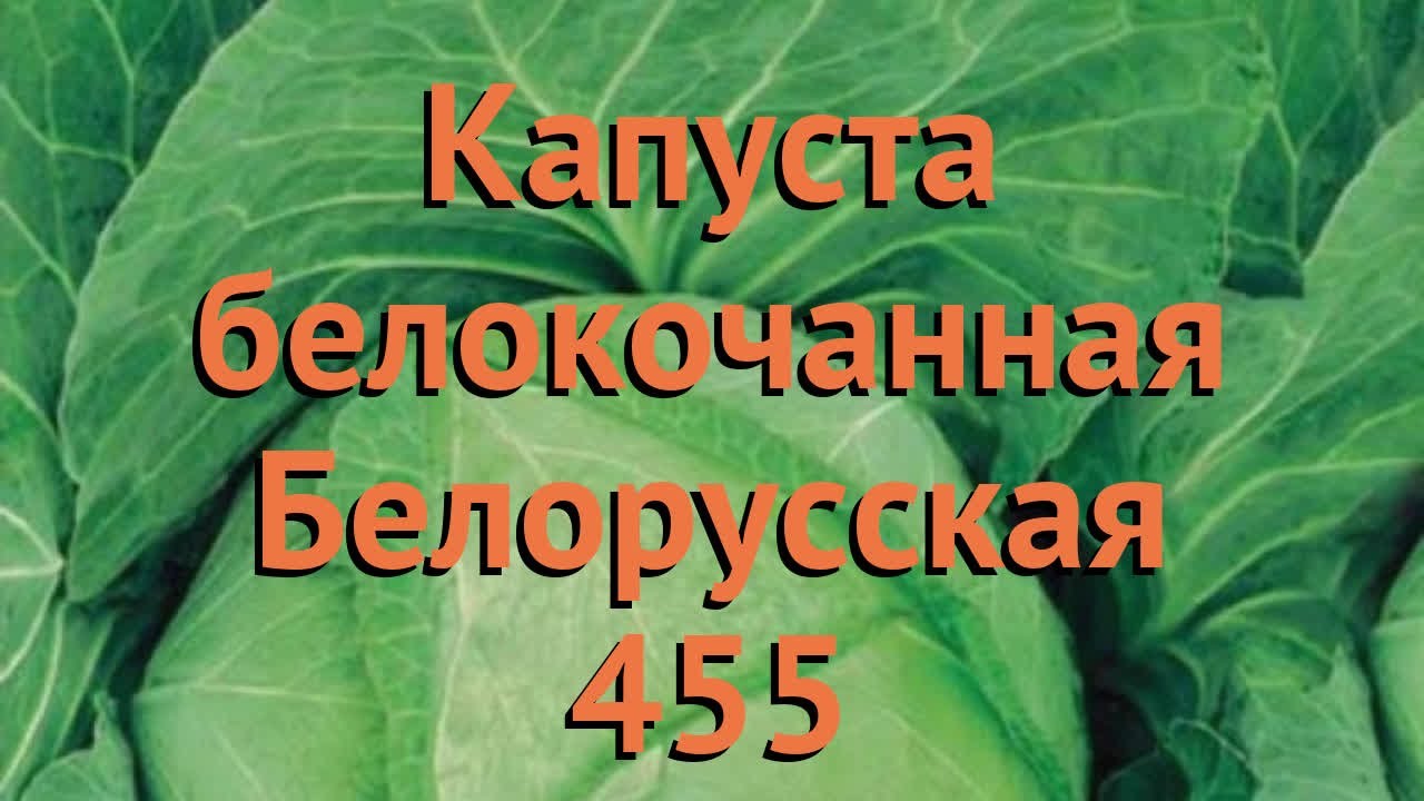 Капуста Белорусская 455 Описание Отзывы Фото