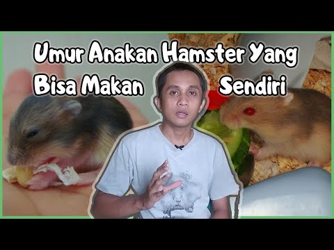 Video: Apakah kegunaan amitraz?