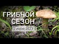 ПОДБЕРЁЗОВИКИ - Открытие грибного сезона 2023. Грибы Подмосковья в начале лета.