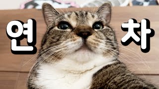 Download Lagu 연차내고도 열일하는 노동묘😹 MP3 Download Lagu 연차내고도 열일하는 노동묘😹 MP3