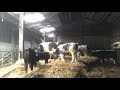 A BUSY MORNING ON THE FARM