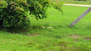 Cat falls asleep while waiting for his prey  #cat #hunting #camoflage #farmlife #pets