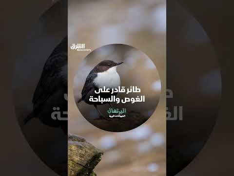 طائر قادر على الغوص والسباحة