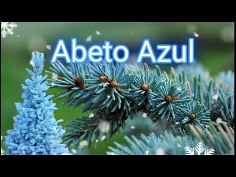 Vídeo: Por que o abeto azul é azul?