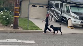 Teaching a dog loose leash walk with distractions by Ruff Beginnings Rehab Dog Training and Rescue 1,154 views 6 months ago 4 minutes, 20 seconds