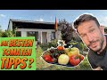 Gartenrundgang und Pflanzen im Juni | Was sind die besten Tipps für den Anbau von Tomaten?