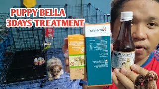 Gamot sa Diarrhea ng Aso ,Bella Shih Tzu puppy  (HOME REMEDIES)