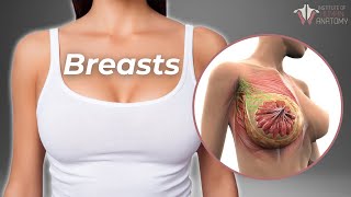 Why Breasts Are So Important