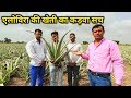 एलोविरा की खेती में धोखा कड़वी सच्चाई कॉन्ट्रैक्ट फार्मिग Aloevera ki kheti |Alovera Contract Farming