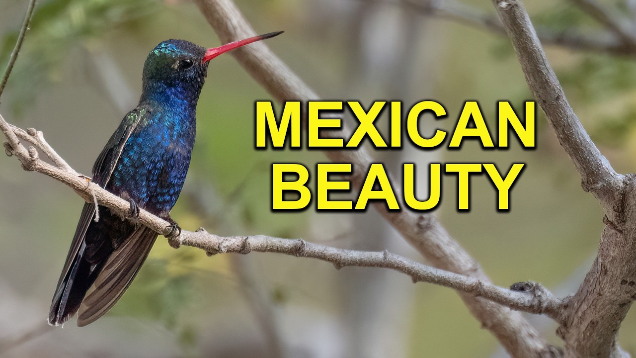ハミングバードページ 9 Hummingbird Species to Look Out for This Summer | All About Birds