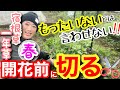 【宿根草・一年草】今切らないと損!花が2倍になる春の切り戻し術✂️開花前からハサミを入れるポイント☝️やっていい草花・ダメな草花をすべて解説🤗悩みの種の倒伏だって一発解決‼️【ガーデニング】