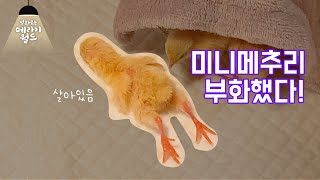 메추리 부화하는거 볼사람! (ft.메추리젤리)