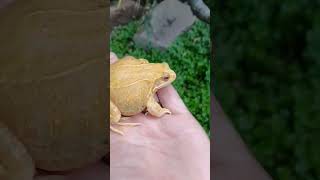 Tame Albino Common Frog