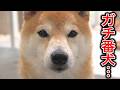 みなさんは番犬の大変さを知ってますか？家族を守り続ける柴犬に感謝。