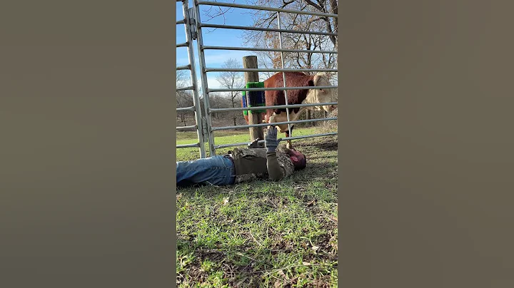 What will Rufus do if I lay down. #rufusthebull #cow #bull