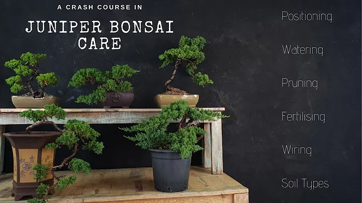 Ta hand om Juniper Bonsai - En Crash Course