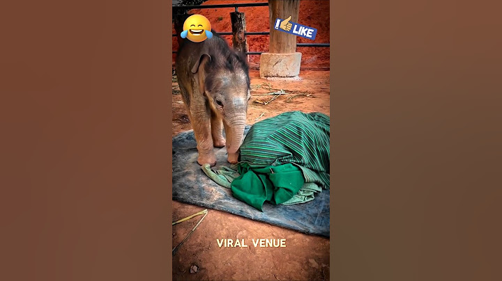 ✨அவரு Friend இல்லங்க... எங்க அண்ணன்! 🐘💞🫂