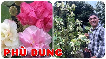 Cây Phù dung cẩm thạch | 0386569374 - Ngọc Ngân Bến Tre | Chuyên cây độc lạ