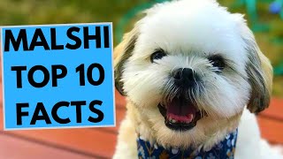 Malshi  TOP 10 Interesting Facts
