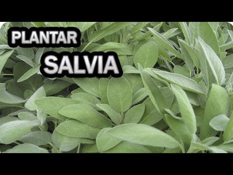 Cuáles son los beneficios de quemar Salvia Blanca?