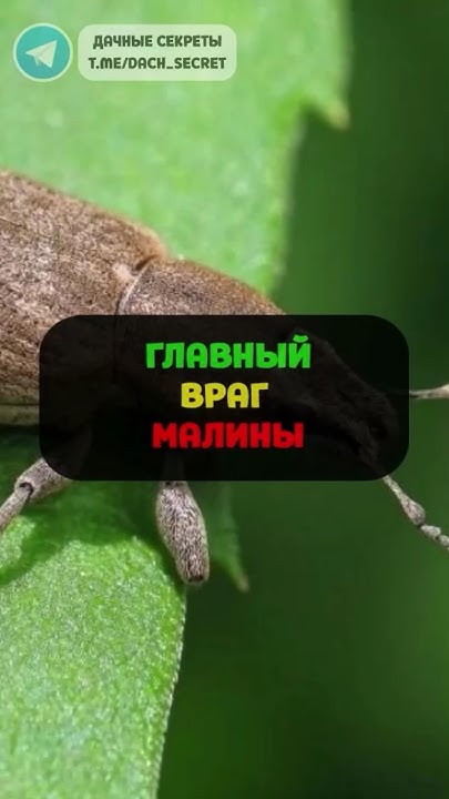 Средство от долгоносика #дача #сад #овощи #огород #советы #ягоды # ...