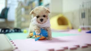 토이푸들 강아지 첫 목욕 The first bathing experience of a toy poodle