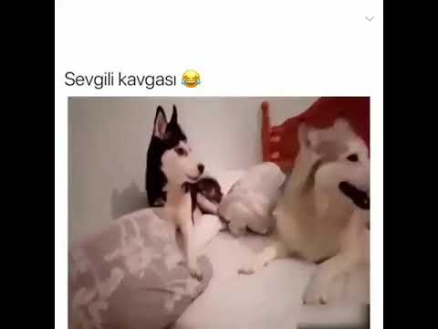 sevgili köpekler